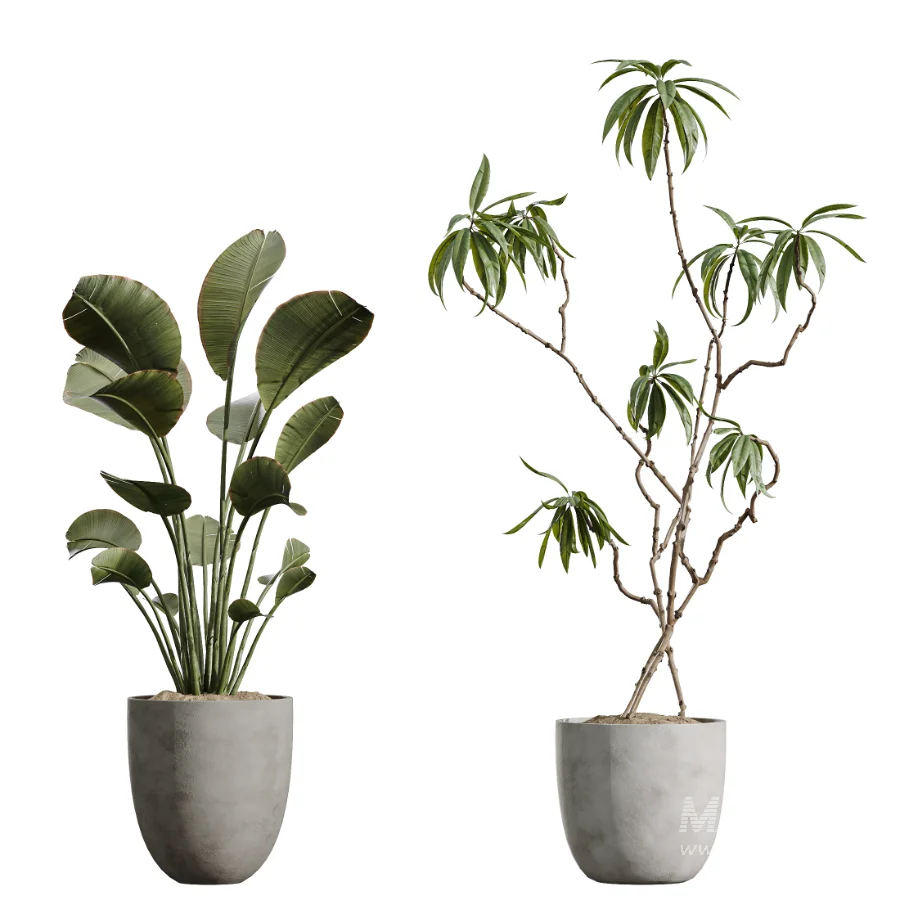 AV Indoor Plants Set 449 Ficus Dracaena Marginata and Ravenala Banana and Spineless Yucca - Image 5