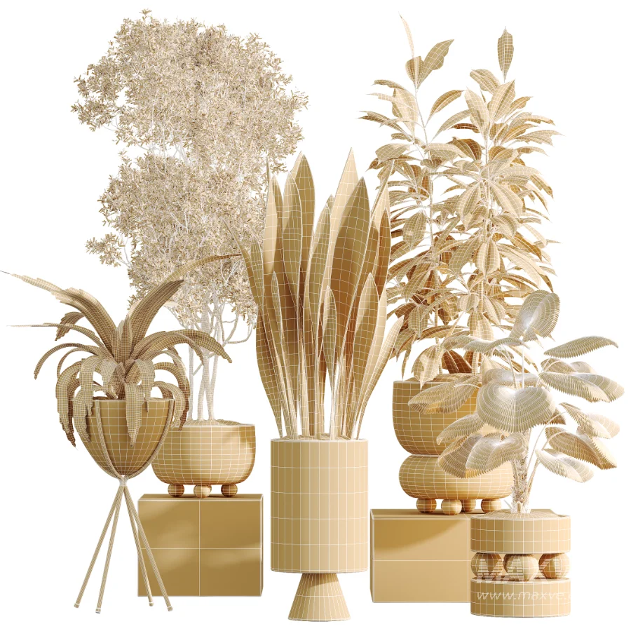 AV Indoor Plants Set 462 Licuala Grandis Palm and Dracaena Warneckii Cane and Snake Sansevieria and Ficus Cyathistipula and Chemlali Olive - Image 10