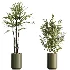 AV Indoor Plants Set 466 Dracaena Warneckii Lime Cane and Ficus microcarpa and Rhapis Lady Palm and Ravenala Banana and Chemlali Olive - Thumbnail 7