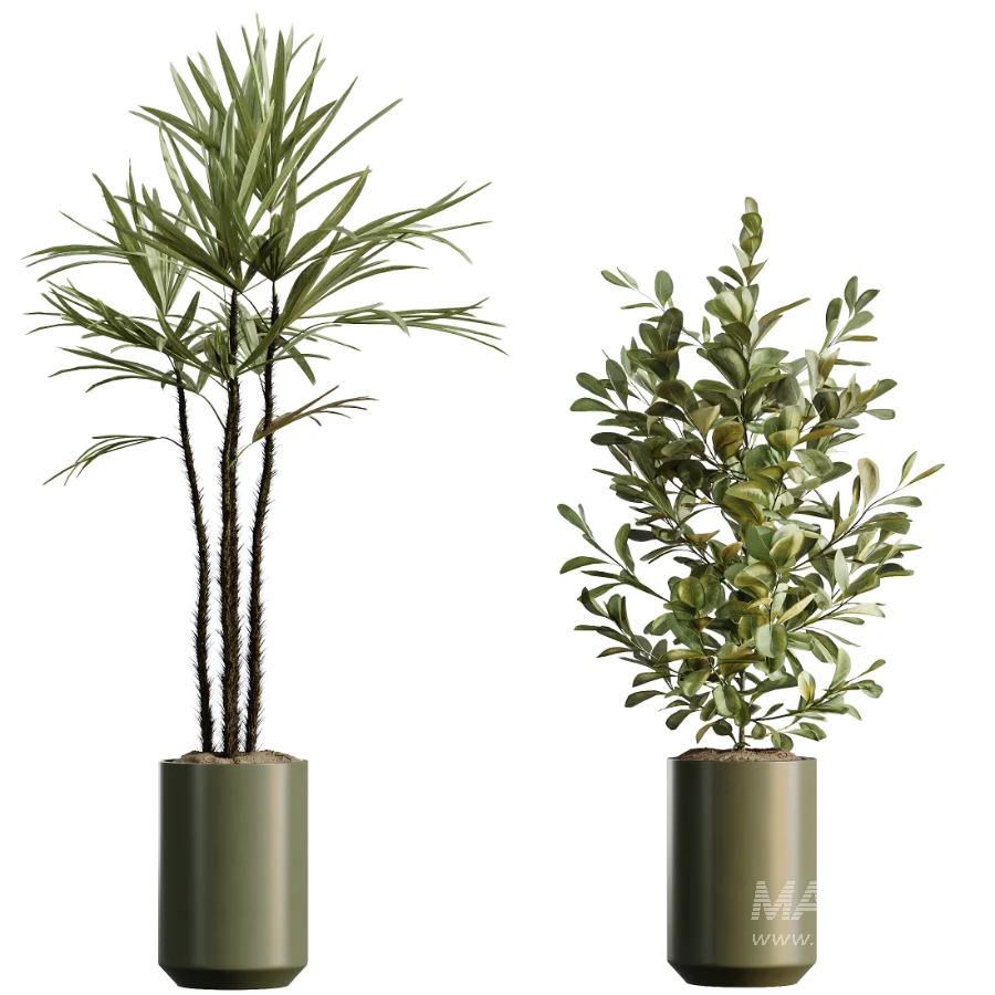 AV Indoor Plants Set 466 Dracaena Warneckii Lime Cane and Ficus microcarpa and Rhapis Lady Palm and Ravenala Banana and Chemlali Olive - Image 7