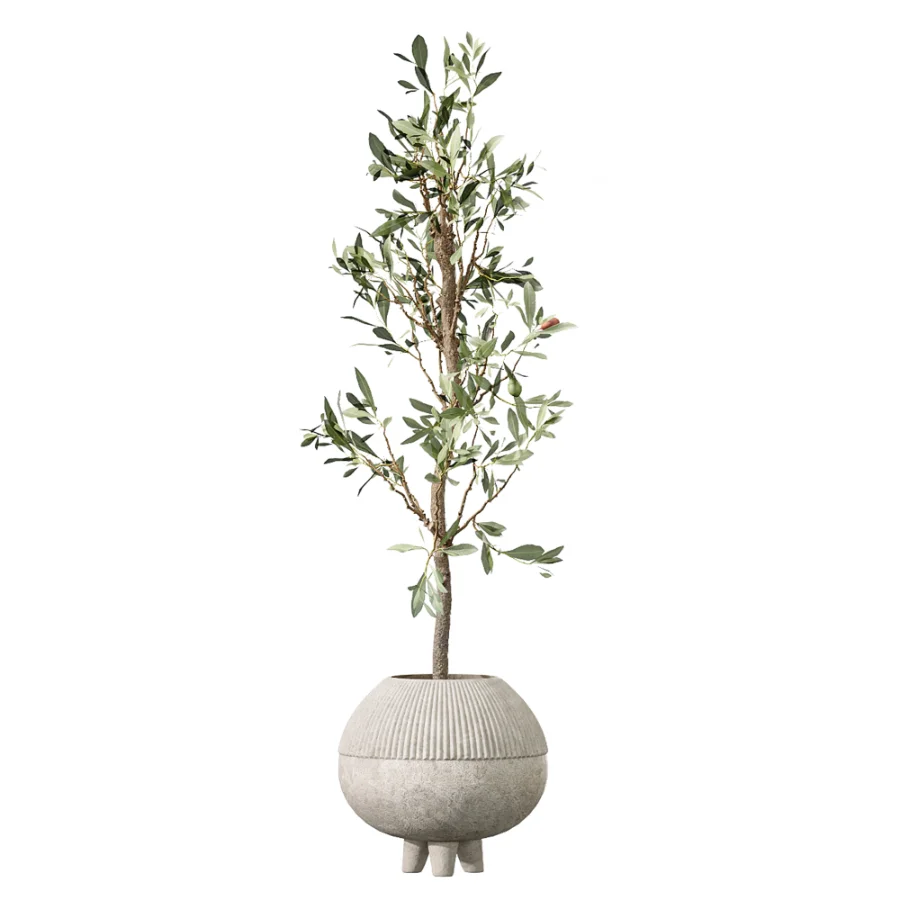 AV Indoor Plants Set 456 Wilsonii Chemlali Olive and Mission Olive Tree and Rhapis Lady Palm and Spathiphyllum Wallisii - Image 2