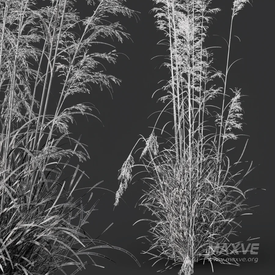 AV Celtica Gigantea Stipa Golden Oats and Stipa Tenuissima Ostnica Mocna Pony Tails - Image 14