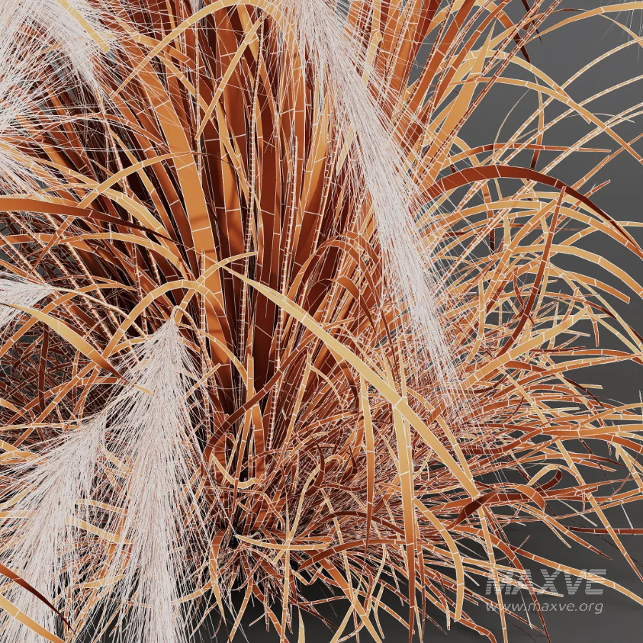 AV Carex Testacea Orange Sedge Grass Prairie Fire and Nassella Tenuissima fall - Image 13