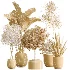 AV Indoor Plants Set 501 AloeVera Succulent and Orange Tree and Spineless Yucca and Chemlali Olive and Ravenala Banana - Thumbnail 6
