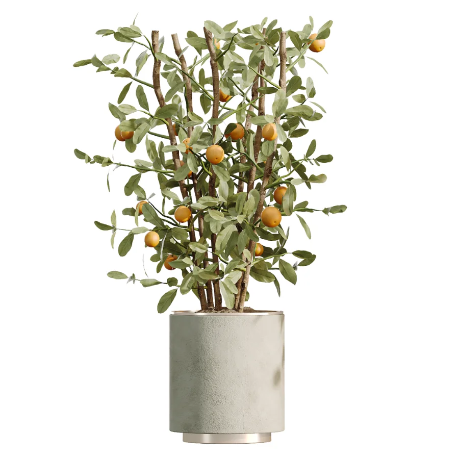 AV Indoor Plants Set 467 Ficus Retusa and Chemlali Olive and Briful Pachira and Ficus Cyathistipula and China Orange Tree - Image 2