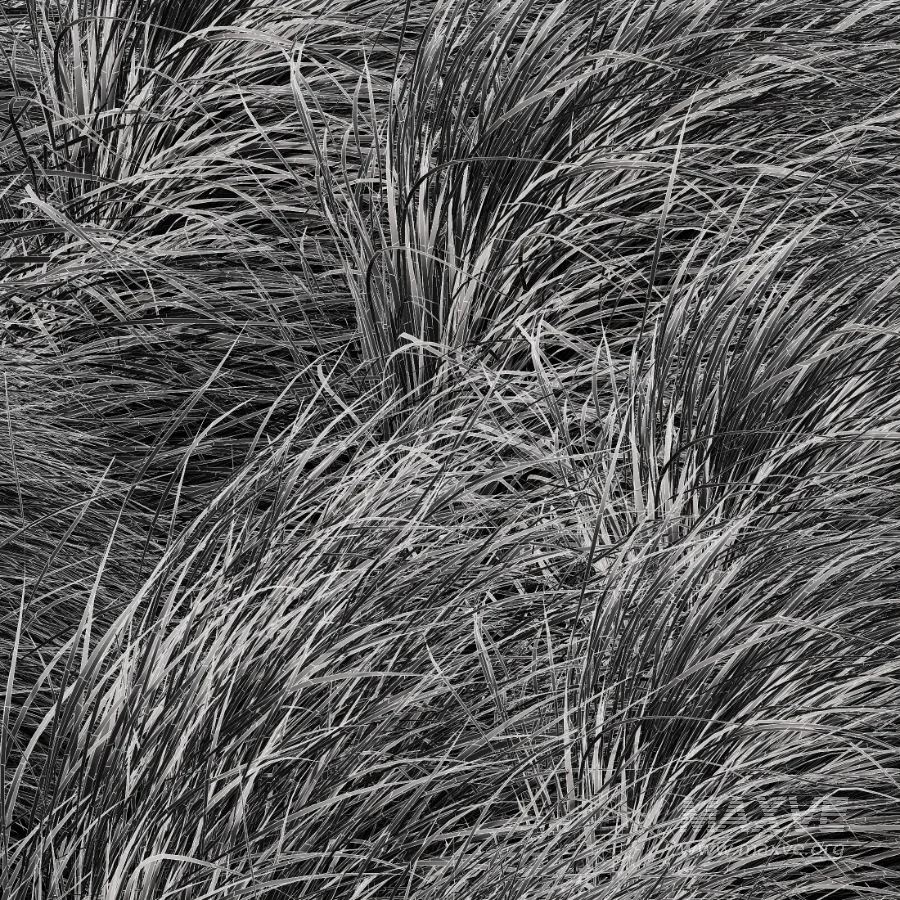 AV Carex Testacea Orange Sedge Grass Prairie Fire and Nassella Tenuissima fall - Image 12