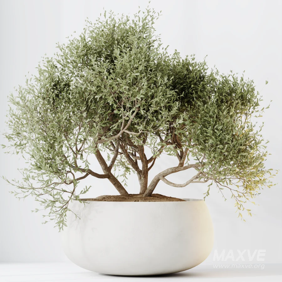 AV Indoor Plants Set 471 Chemlali Olive and Giant Monstera and Cyara Areca Palm and Ravenala Banana - Image 1
