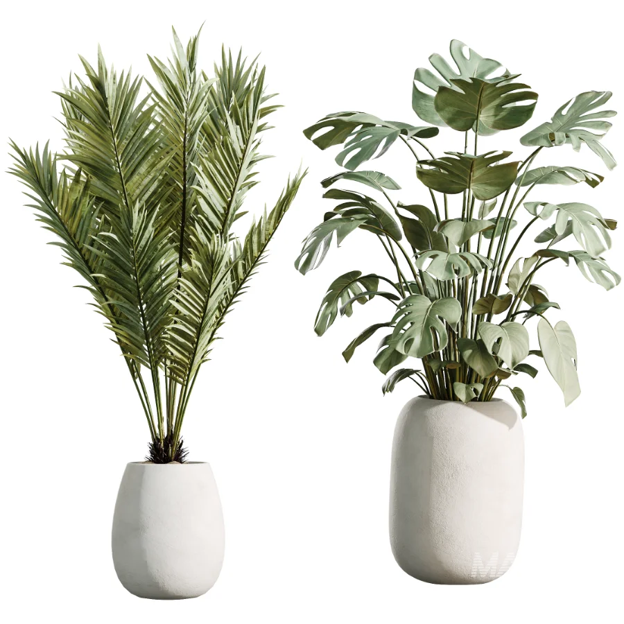 AV Indoor Plants Set 471 Chemlali Olive and Giant Monstera and Cyara Areca Palm and Ravenala Banana - Image 6