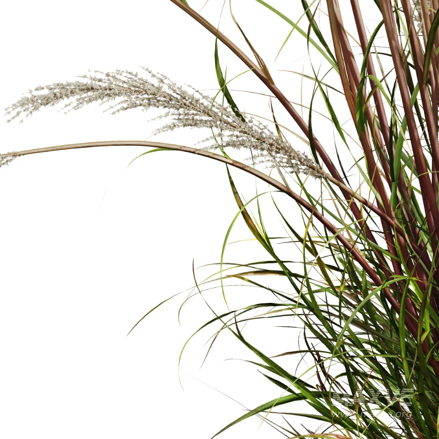 AV Calamagrostis Acutiflora Karl Foerster - Image 1