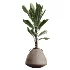 AV Indoor Plants Set 464 Olive Euphorbia Drupifera Cunjevoi Alocasia Spineless Yucca Licuala Palm - Thumbnail 2