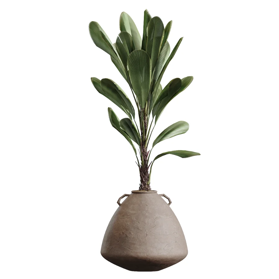 AV Indoor Plants Set 464 Olive Euphorbia Drupifera Cunjevoi Alocasia Spineless Yucca Licuala Palm - Image 2