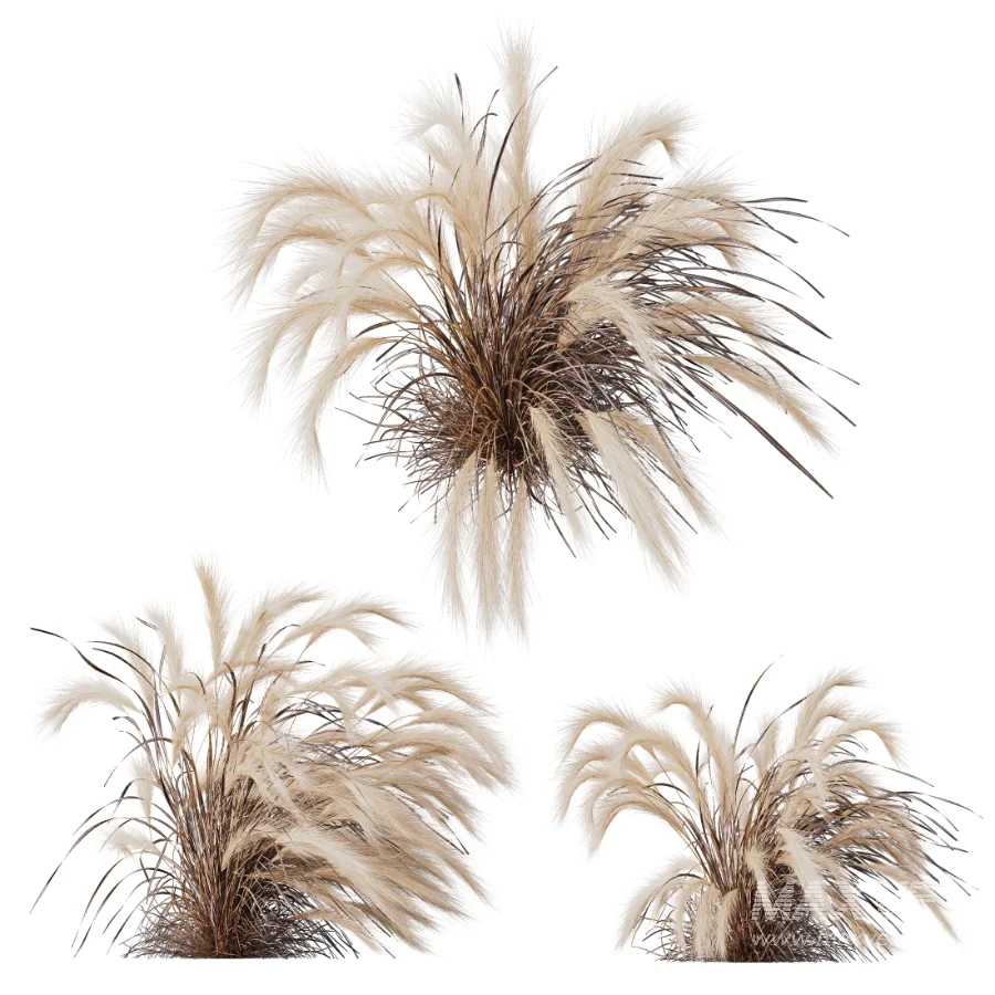 AV Carex Testacea Orange Sedge Grass Prairie Fire and Nassella Tenuissima fall - Image 3