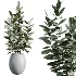 AV Indoor Plants Set 469 Rhapis Lady Palm and Chemlali Olive and Bird Of ParadiseBird and Ficus Elastica - Thumbnail 4