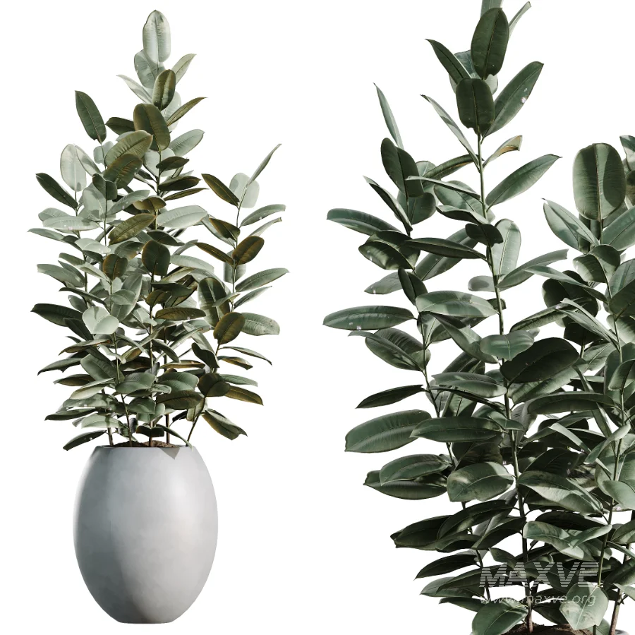 AV Indoor Plants Set 469 Rhapis Lady Palm and Chemlali Olive and Bird Of ParadiseBird and Ficus Elastica - Image 4