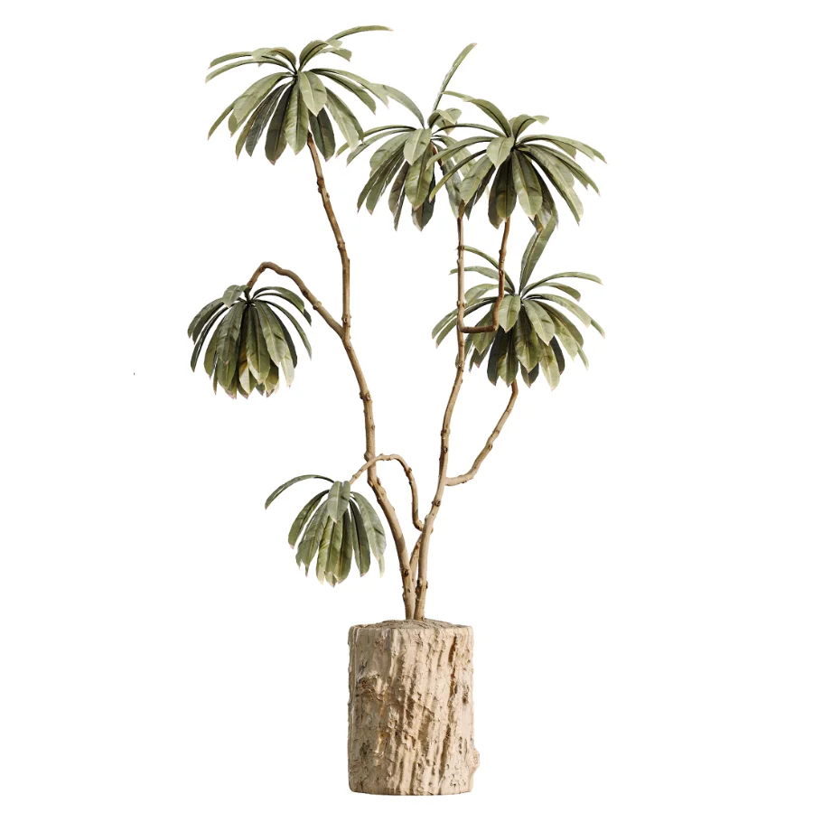 AV Indoor Plants Set 460 Ficus Cyathistipul and Calathea Lutea and Chemlali Olive and Ficus Benjamina African Fig - Image 3