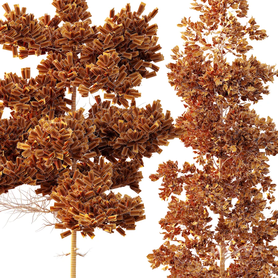 AV Pinus Echinata and Chamaecyparis Thyoides trees - Image 4