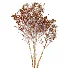 AV Winter Plant Snow Myrtle flower Winter and Snow Quihoui Privet - Thumbnail 9