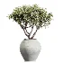 AV Indoor Plants Set 450 Chemlali Olive Tree and Sansevieria Trifasciata and Spathiphyllum Peace Lily and Ficus Dracaena Marginata - Thumbnail 4