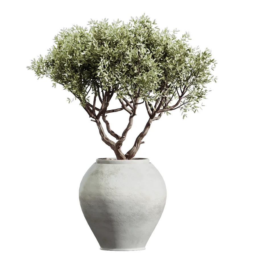 AV Indoor Plants Set 450 Chemlali Olive Tree and Sansevieria Trifasciata and Spathiphyllum Peace Lily and Ficus Dracaena Marginata - Image 4