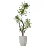 AV Indoor Plants Set 449 Ficus Dracaena Marginata and Ravenala Banana and Spineless Yucca - Thumbnail 3