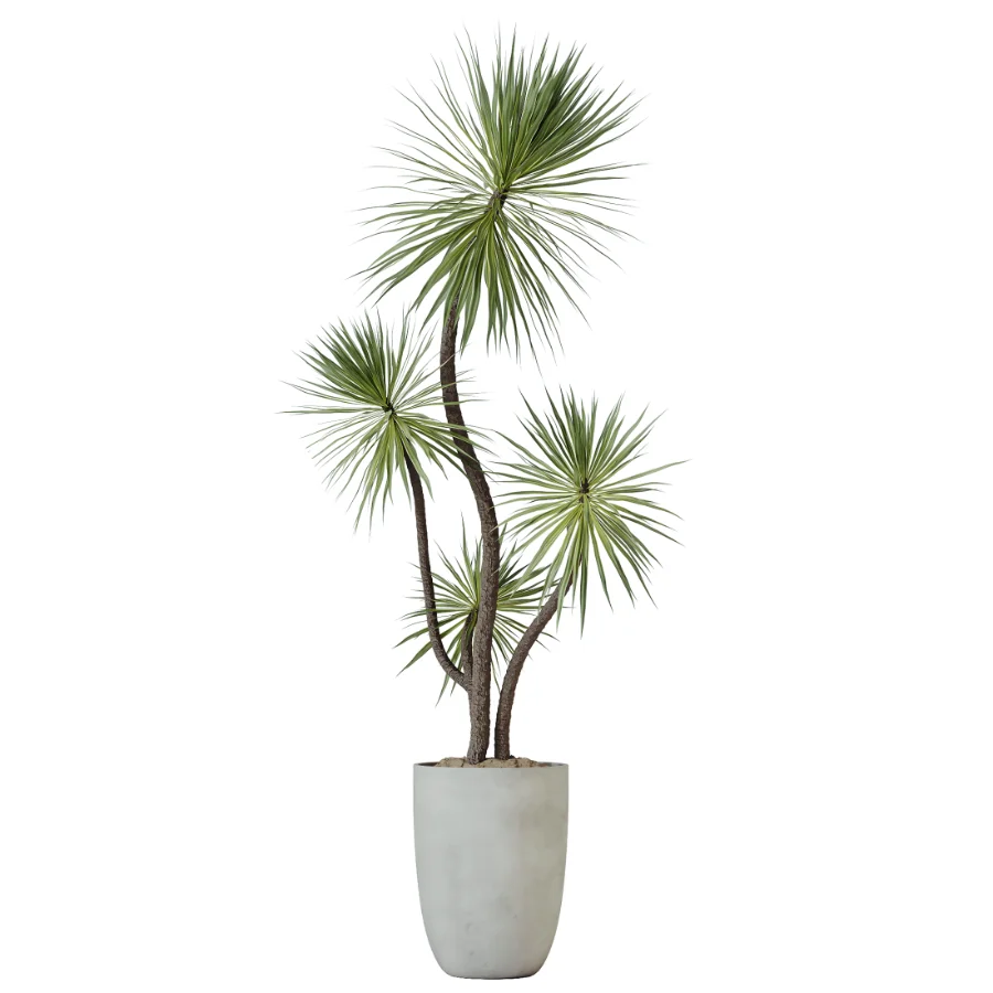 AV Indoor Plants Set 449 Ficus Dracaena Marginata and Ravenala Banana and Spineless Yucca - Image 3