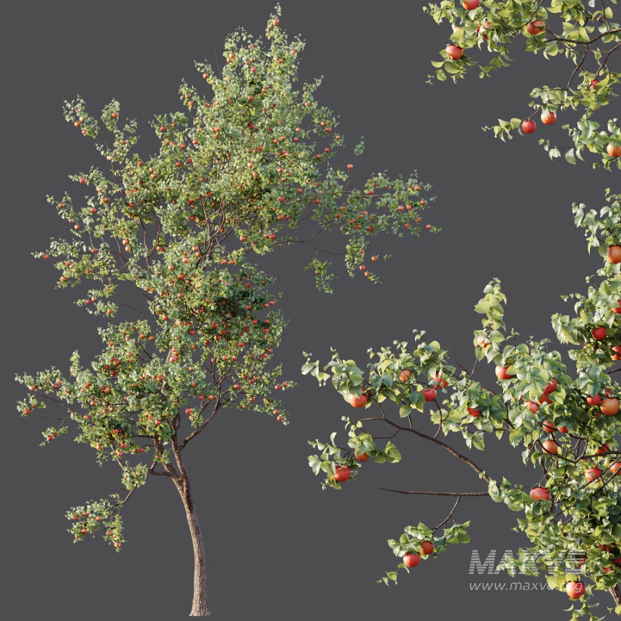 AV Plants Diospyros Kaki Persimmon Version02 - Image 7