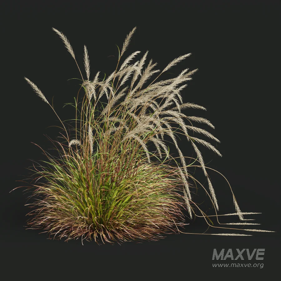 AV Calamagrostis Acutiflora Karl Foerster and Stipa arundinacea Sweet Grasses - Image 4