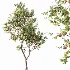 AV Plants Diospyros Kaki Persimmon Version02 - Thumbnail 4