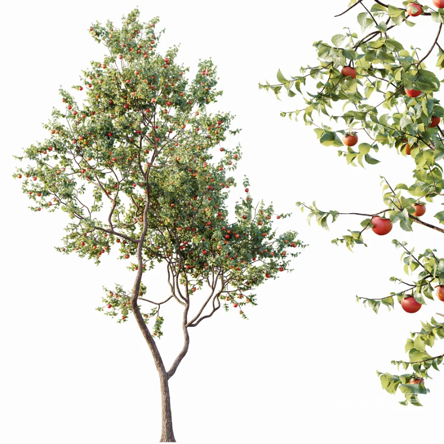 AV Plants Diospyros Kaki Persimmon Version02 - Image 4