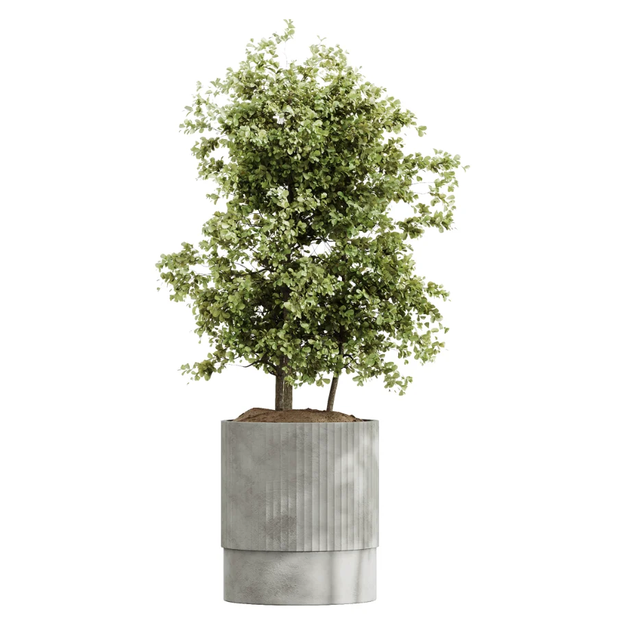 AV Indoor Plants Set 465 Coconut Palm and Cyara Areca Palm and Chemlali Olive Tree and Orange Calamondin Tree - Image 8