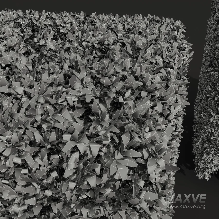 AV Ficus Concinna Bonsai Pruned and Ligustrum Quihoui Privet Pruned Box - Image 10