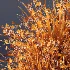 ntal grasses. These elegant groundcover species are valued for their refined texture, compact growth habit, and exceptional versatility in contemporary landscape architecture, Japanese gardens, urban parks, courtyards, and high-end residential projects. - Thumbnail 14