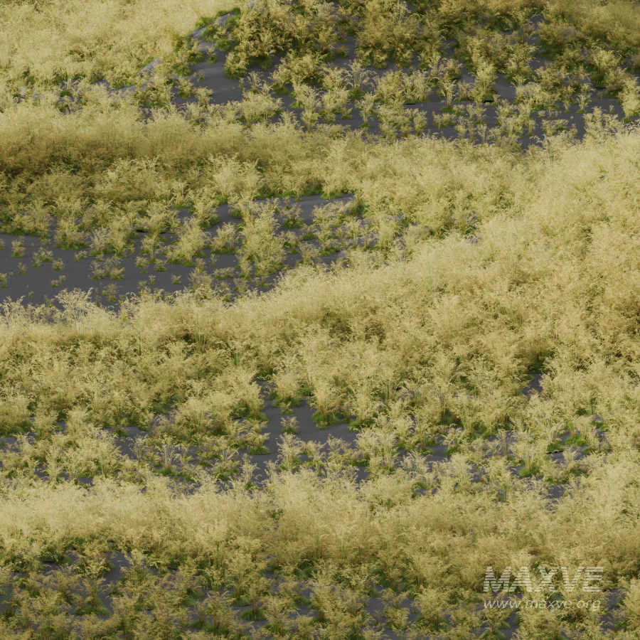 AV Celtica Gigantea Stipa Golden Oats and Carex Elata Aurea Grass - Image 6