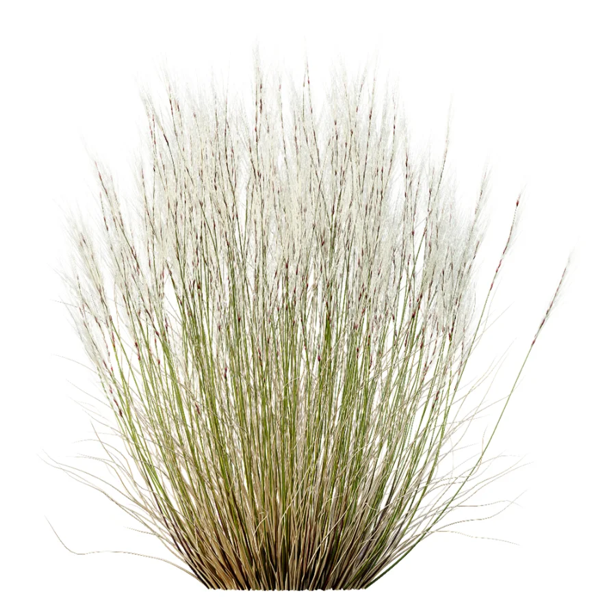 AV Stipa Tenuissima Ostnica Mocna Pony Tails and Carex Testacea Orange Sedge Grass Prairie Fire - Image 8