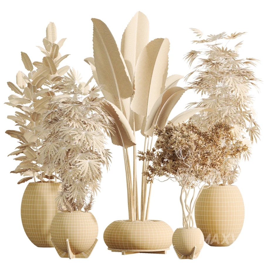 AV Indoor Plants Set 469 Rhapis Lady Palm and Chemlali Olive and Bird Of ParadiseBird and Ficus Elastica - Image 8