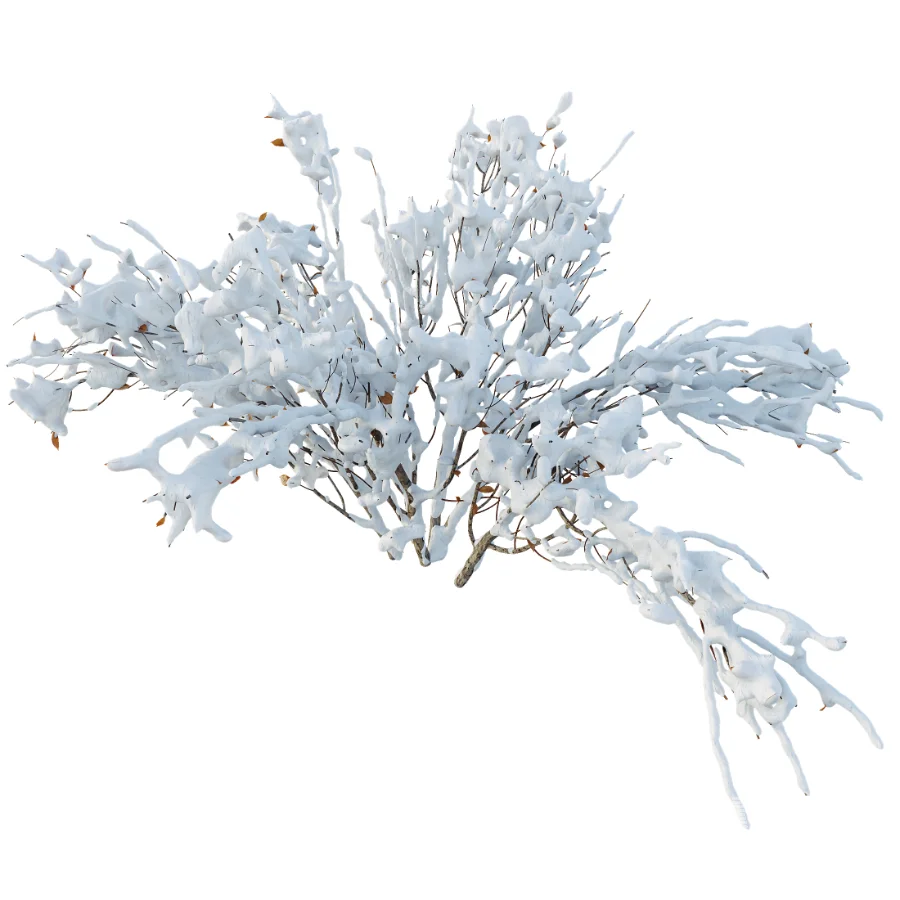 AV Winter Plant Snow Myrtle flower Winter and Snow Quihoui Privet - Image 4