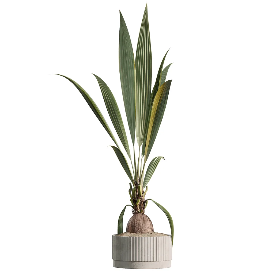 AV Indoor Plants Set 465 Coconut Palm and Cyara Areca Palm and Chemlali Olive Tree and Orange Calamondin Tree - Image 1