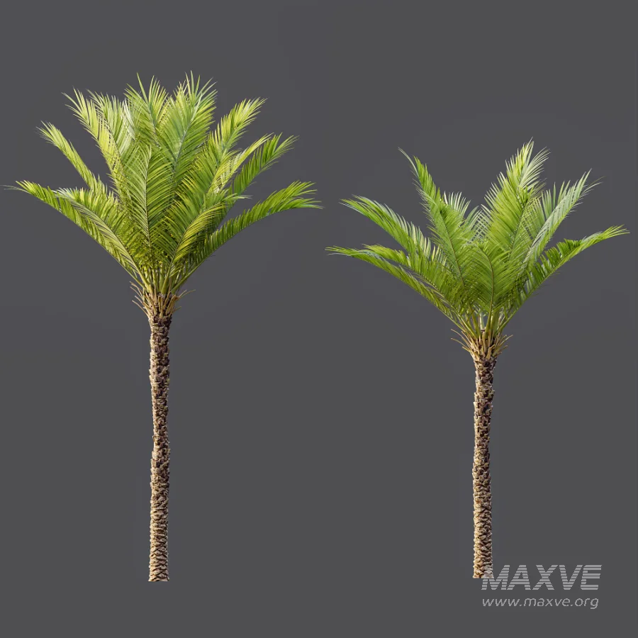 AV Phoenix Dactylifera Date Jurassic Palm Tree and Acer Saccharinum - Image 4