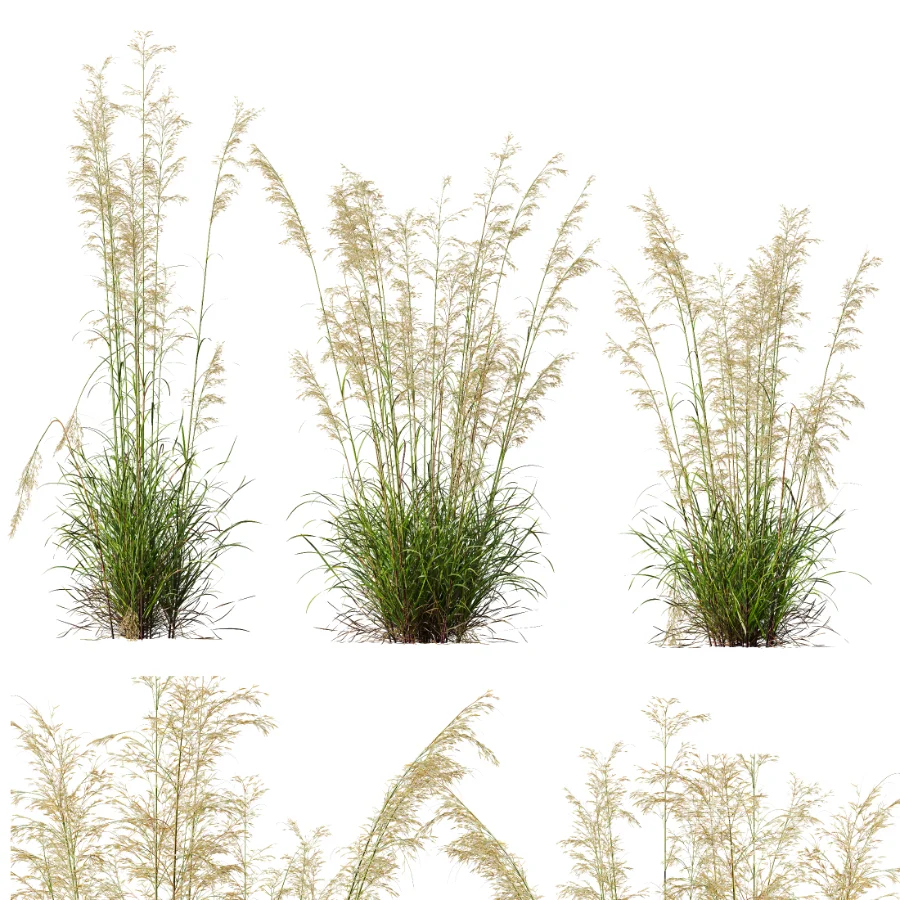 AV Celtica Gigantea Stipa Golden Oats and Stipa Tenuissima Ostnica Mocna Pony Tails - Image 9