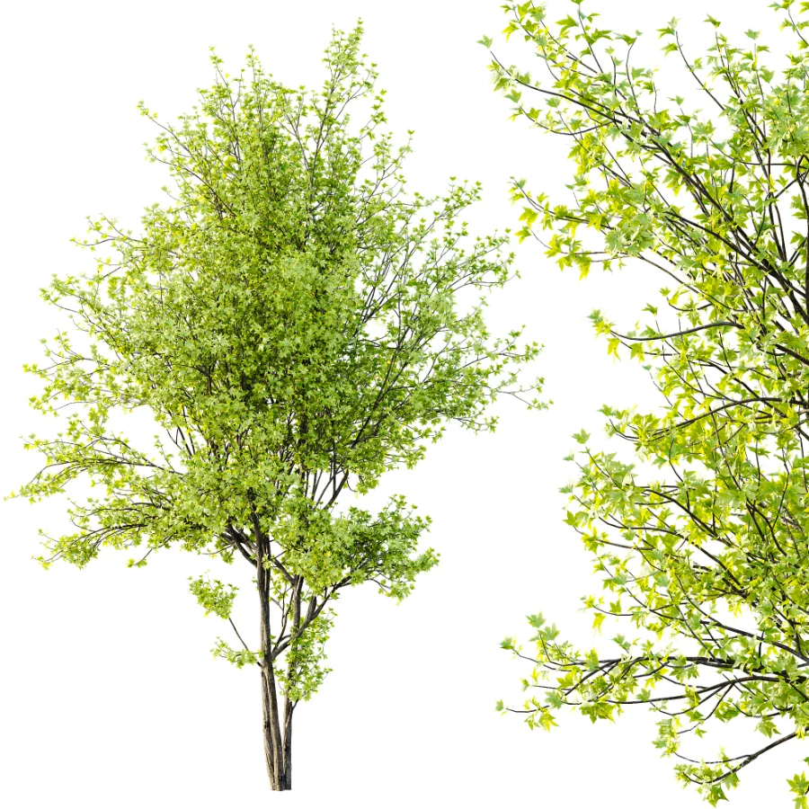 AV Phoenix Dactylifera Date Jurassic Palm Tree and Acer Saccharinum - Image 1