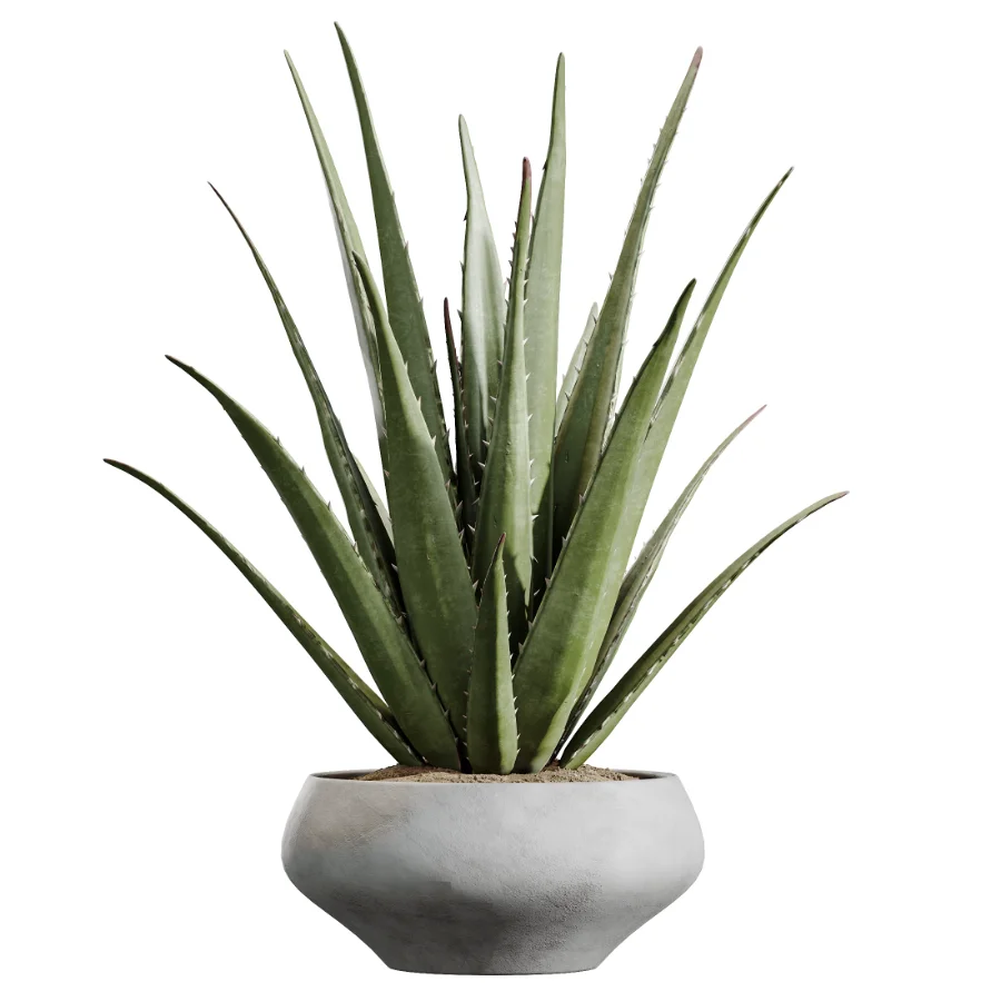 AV Indoor Plants Set 453 Briful Pachira and Elegant Monstera and Aloe Vera Succulents and Ficus Dracaena Marginata - Image 2