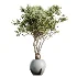AV Indoor Plants Set 469 Rhapis Lady Palm and Chemlali Olive and Bird Of ParadiseBird and Ficus Elastica - Thumbnail 1