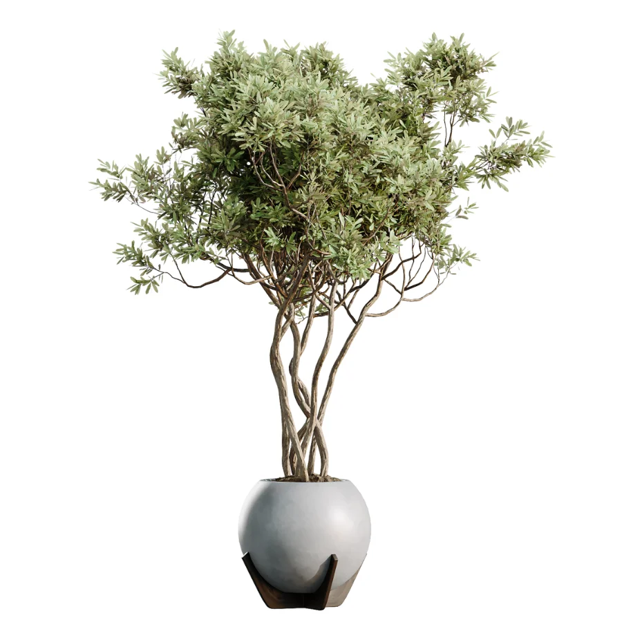 AV Indoor Plants Set 469 Rhapis Lady Palm and Chemlali Olive and Bird Of ParadiseBird and Ficus Elastica - Image 1