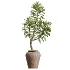 AV Indoor Plants Set 464 Olive Euphorbia Drupifera Cunjevoi Alocasia Spineless Yucca Licuala Palm - Thumbnail 3