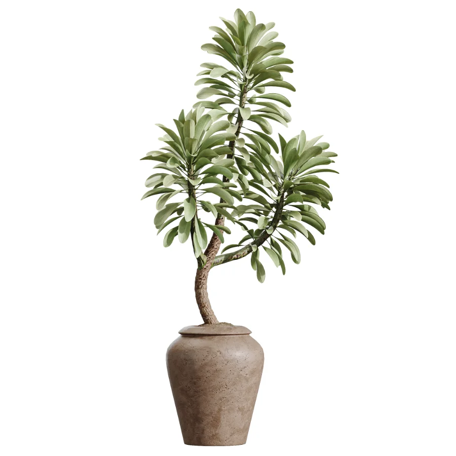 AV Indoor Plants Set 464 Olive Euphorbia Drupifera Cunjevoi Alocasia Spineless Yucca Licuala Palm - Image 3