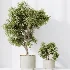 AV Indoor Plants Set 467 Ficus Retusa and Chemlali Olive and Briful Pachira and Ficus Cyathistipula and China Orange Tree - Thumbnail 1