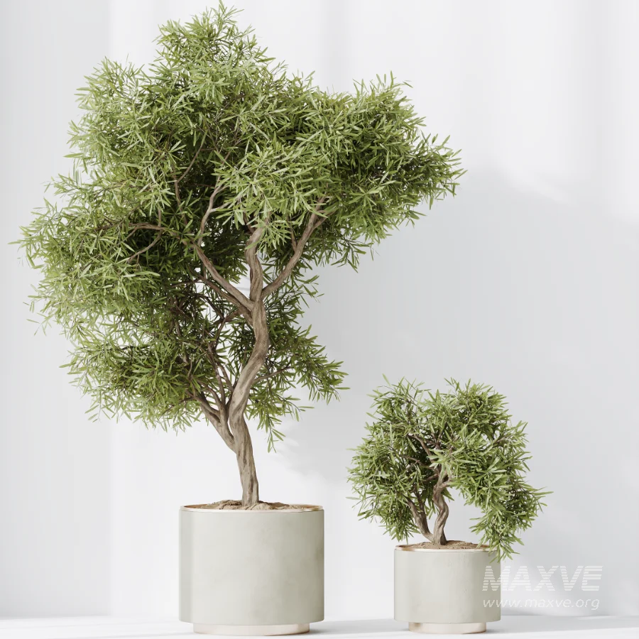 AV Indoor Plants Set 467 Ficus Retusa and Chemlali Olive and Briful Pachira and Ficus Cyathistipula and China Orange Tree - Image 1