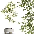 AV Indoor Plants Set 468 Cactus Echinocactus and Chemlali Olive and Ravenala Banana and Ficus Dracaena Marginata - Thumbnail 2