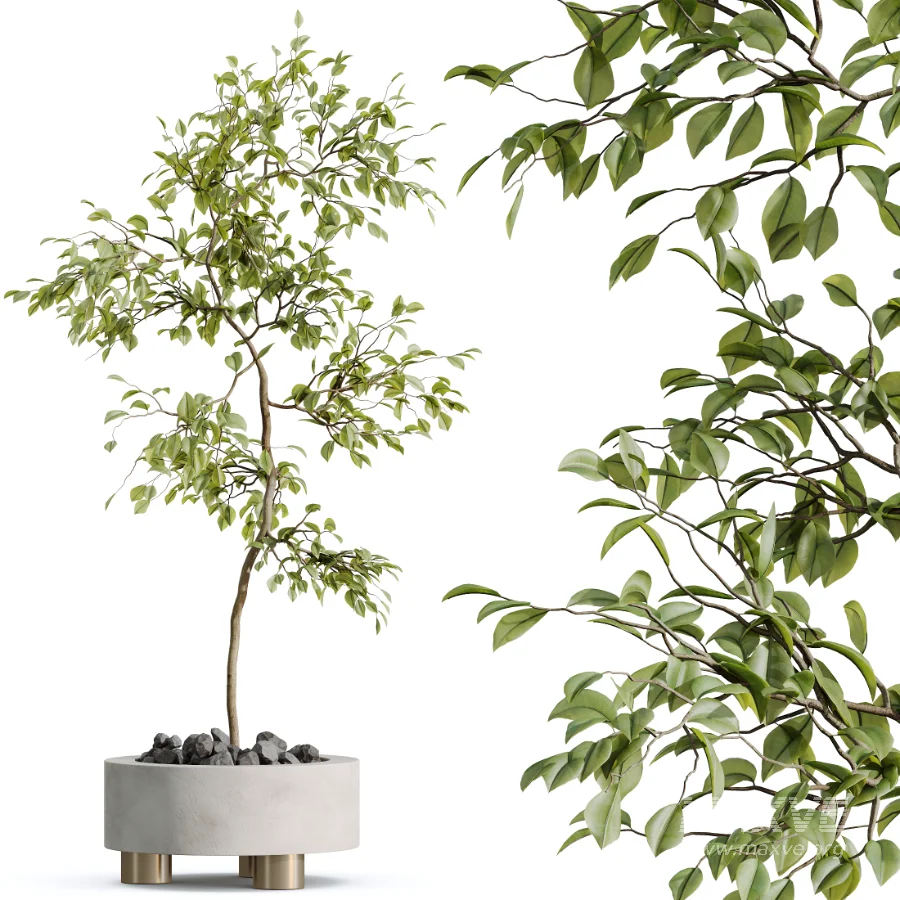 AV Indoor Plants Set 468 Cactus Echinocactus and Chemlali Olive and Ravenala Banana and Ficus Dracaena Marginata - Image 2