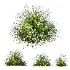 ntal grasses. These elegant groundcover species are valued for their refined texture, compact growth habit, and exceptional versatility in contemporary landscape architecture, Japanese gardens, urban parks, courtyards, and high-end residential projects. - Thumbnail 4